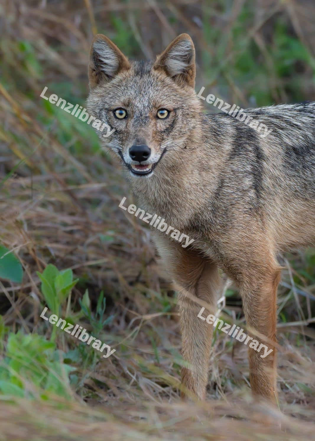 Jackal looking at the camera